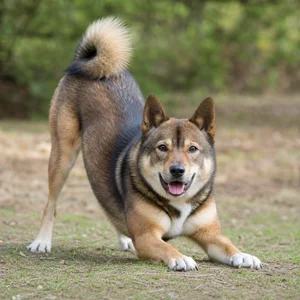 Hokkaido Dog — playful