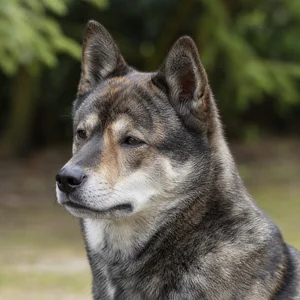 Hokkaido Dog — relaxed