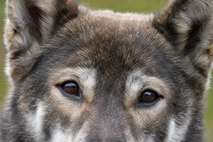 Hokkaido Dog — eyes