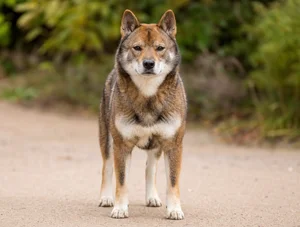 Hokkaido Dog — front