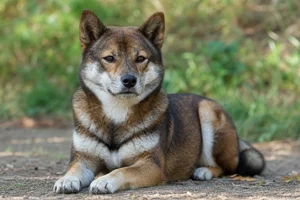 Hokkaido Dog — lying down