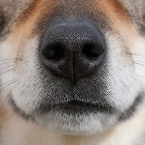 Hokkaido Dog — nose