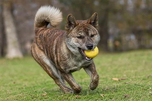 Hokkaido Dog — playing