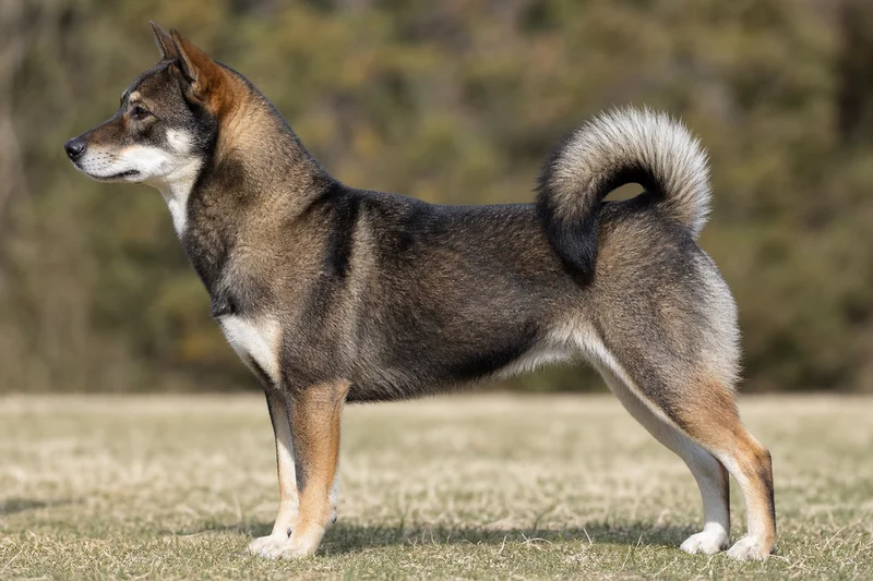 Hokkaido Dog — side