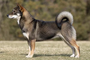 Hokkaido Dog dog