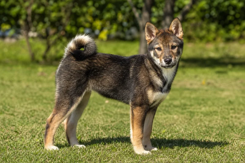 Hokkaido Dog — puppy (~4 mo)
