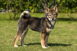 Hokkaido Dog — puppy (~4 mo)