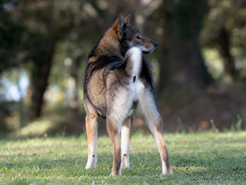Hokkaido Dog — rear
