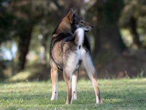 Hokkaido Dog — rear