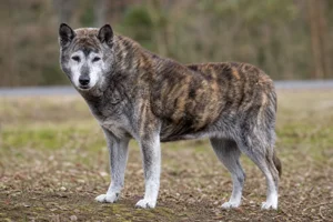 Hokkaido Dog — senior
