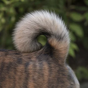 Hokkaido Dog — tail