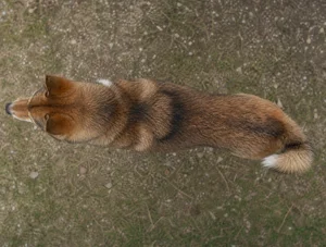 Hokkaido Dog — top