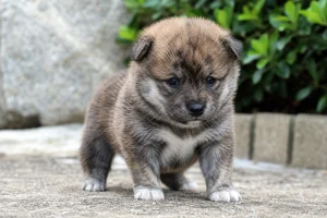 Hokkaido Dog — young puppy (~1 mo)