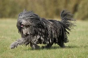 Hungarian Puli — running