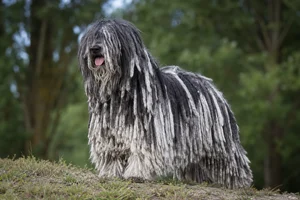Hungarian Puli — adult