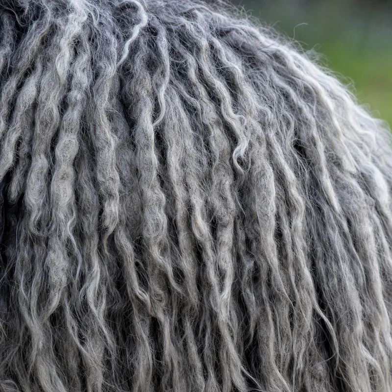 Hungarian Puli — coat texture
