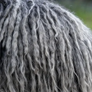Hungarian Puli — coat texture
