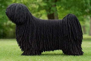 Hungarian Puli — Black coat