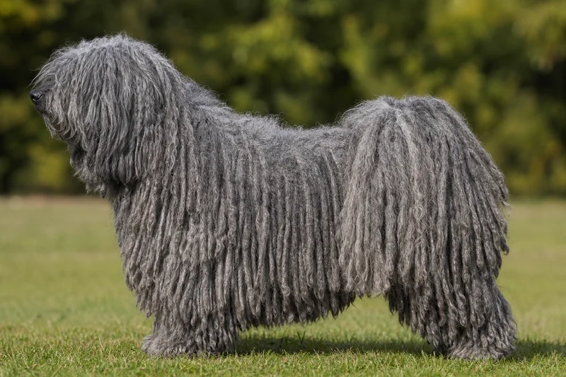 Hungarian Puli — Gray coat