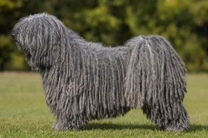 Hungarian Puli — Gray coat