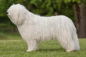 Hungarian Puli — White coat