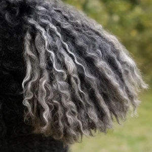 Hungarian Puli — ears