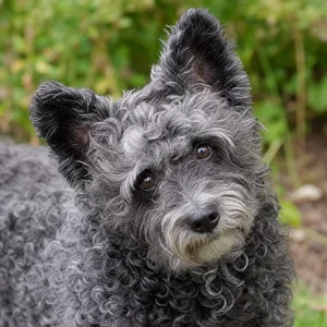 Hungarian Puli — alert