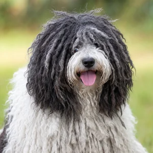 Hungarian Puli — happy