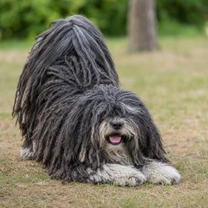 Hungarian Puli — playful