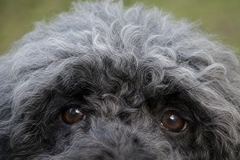 Hungarian Puli — eyes