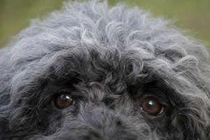 Hungarian Puli — eyes