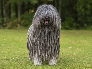 Hungarian Puli — front