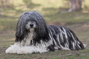 Hungarian Puli — lying down