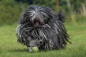 Hungarian Puli — playing