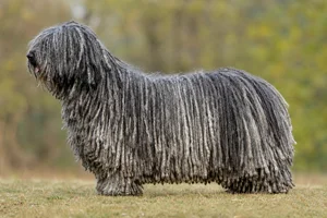 Hungarian Puli dog