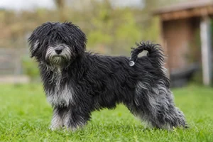 Hungarian Puli — puppy (~4 mo)