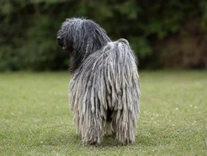 Hungarian Puli — rear