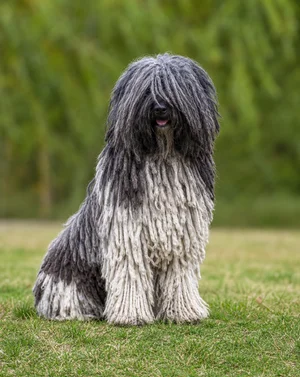 Hungarian Puli — sitting