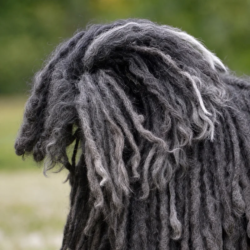 Hungarian Puli — tail