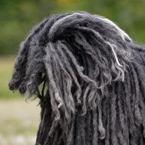 Hungarian Puli — tail