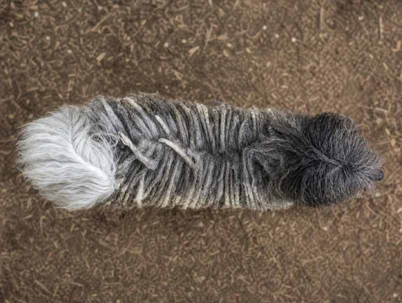 Hungarian Puli — top