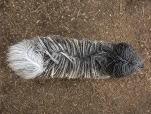 Hungarian Puli — top