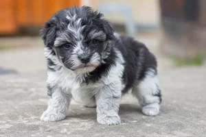 Hungarian Puli — young puppy (~1 mo)