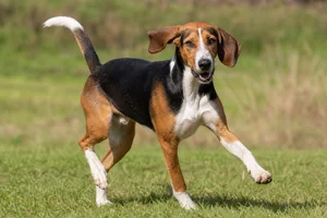 Hygen Hound — running