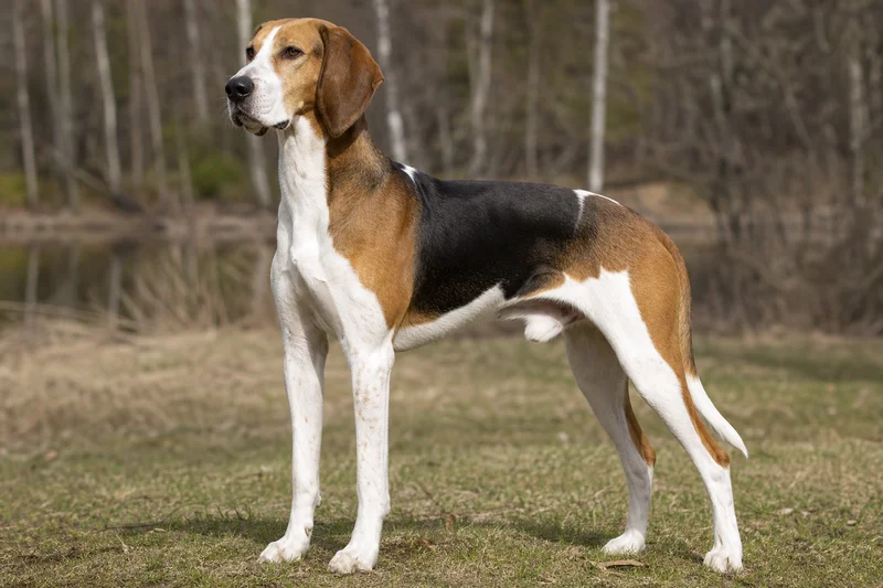 Hygen Hound — adult