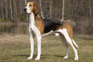 Hygen Hound — adult