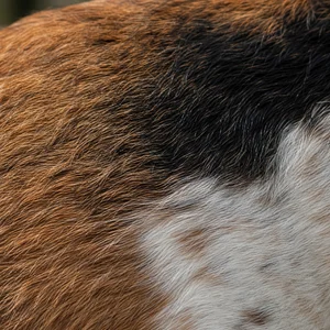Hygen Hound — coat texture