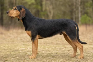 Hygen Hound — Black & tan coat