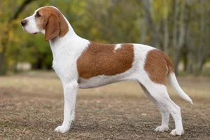 Hygen Hound — Brown & white coat