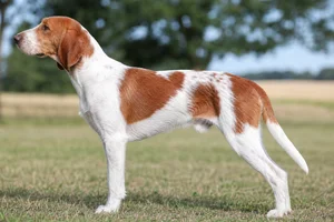 Hygen Hound — Red & white coat
